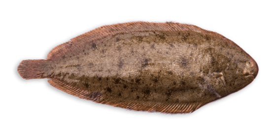 Sole Sauvage Pelée, Poissonnerie en Ligne