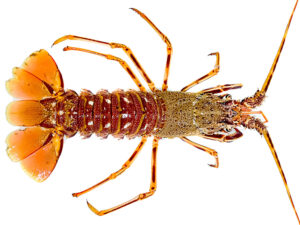 Langouste Royale Méditerranée du vivier au poids