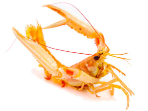 Langoustine cuites (Grosse) à la pièce